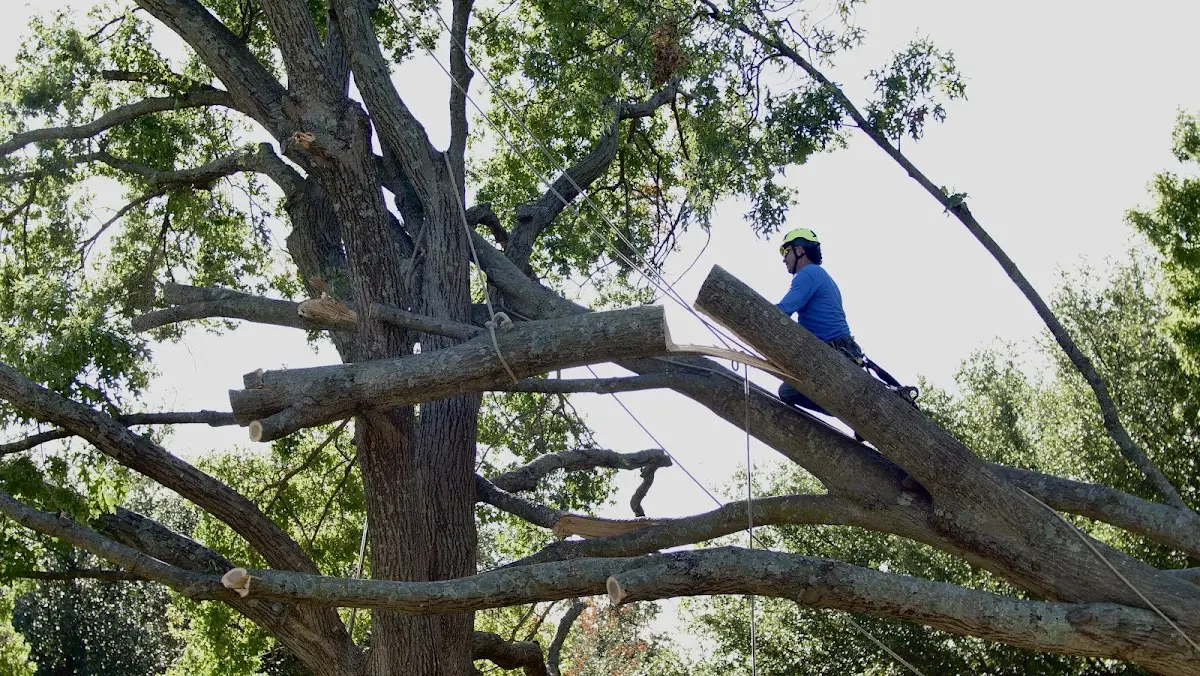 Professional Crown Thinning performed by certified arborists in East Wilton