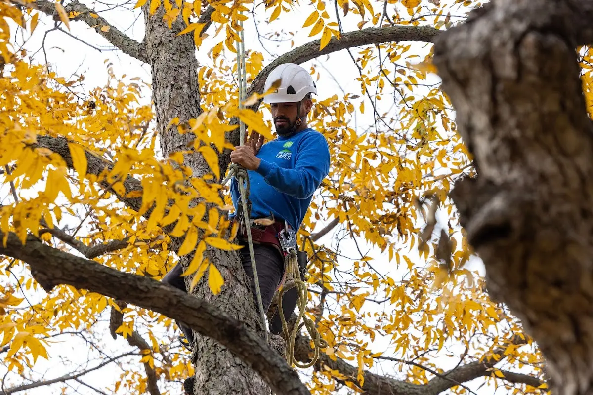 Skilled Tree Pruning crew working in East Wilton
